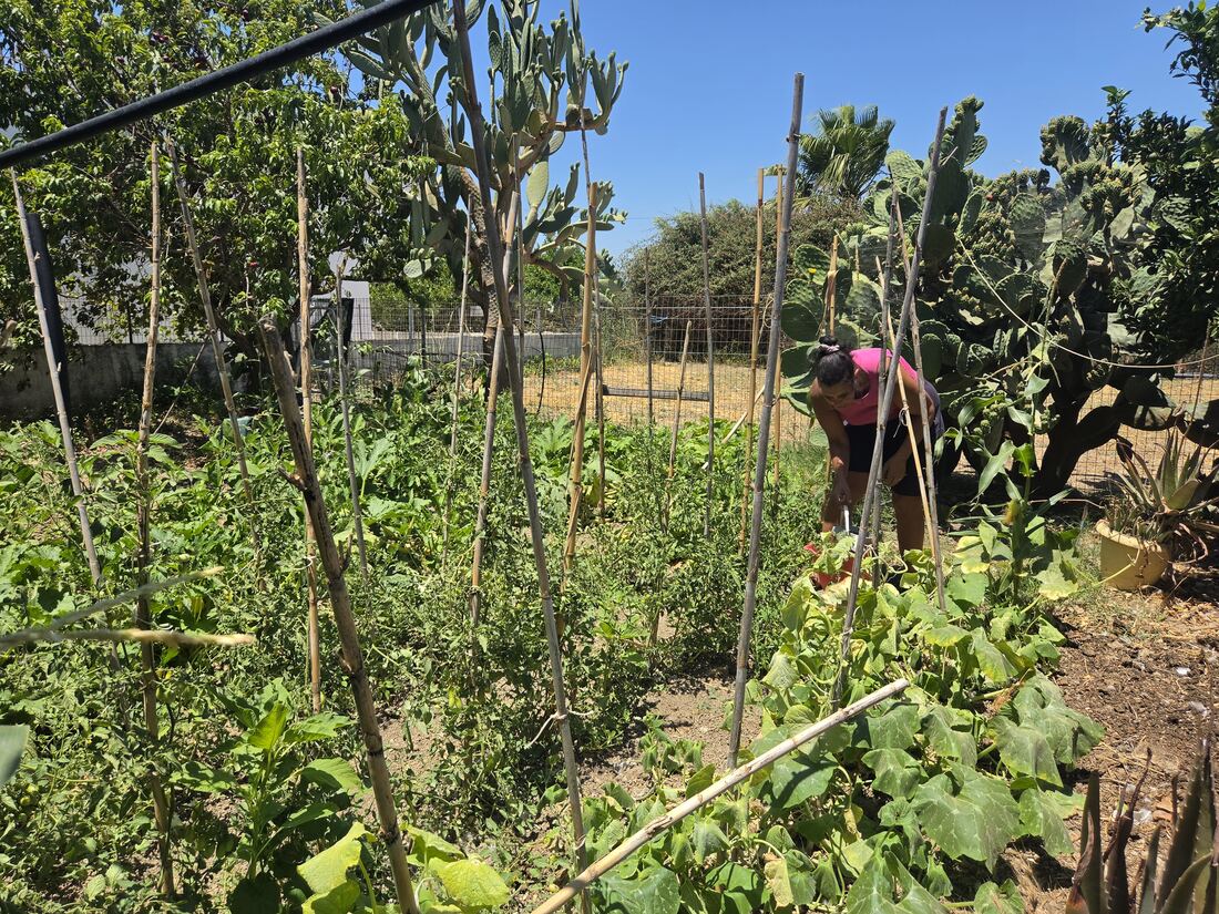 Catia at work in the organic vegetable garden