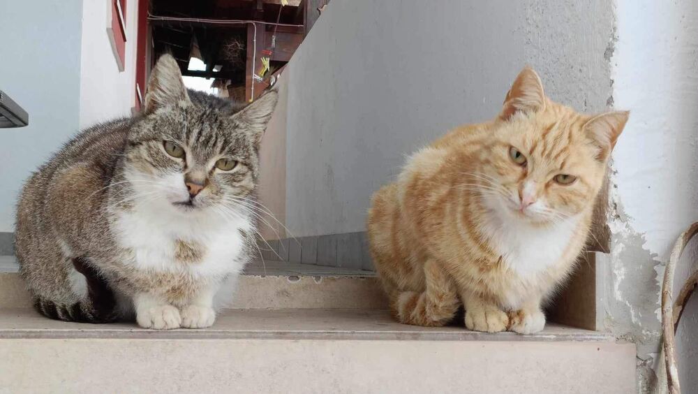 The two farm cats on the steps