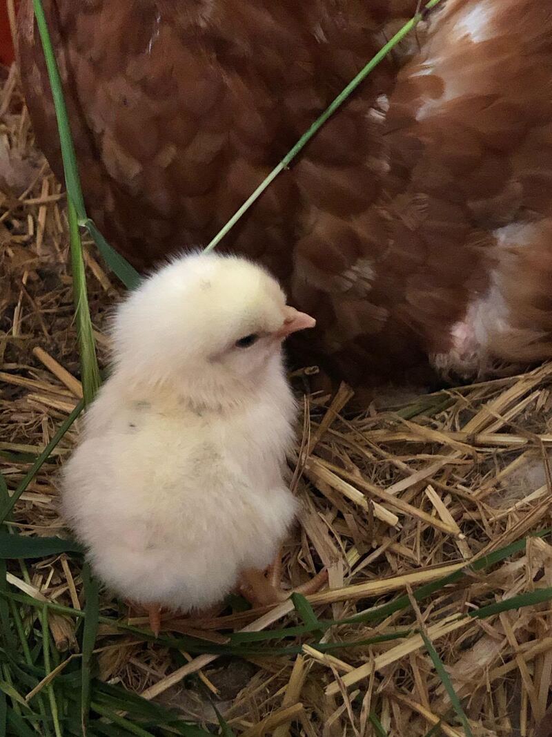 A fluffy chick in the straw