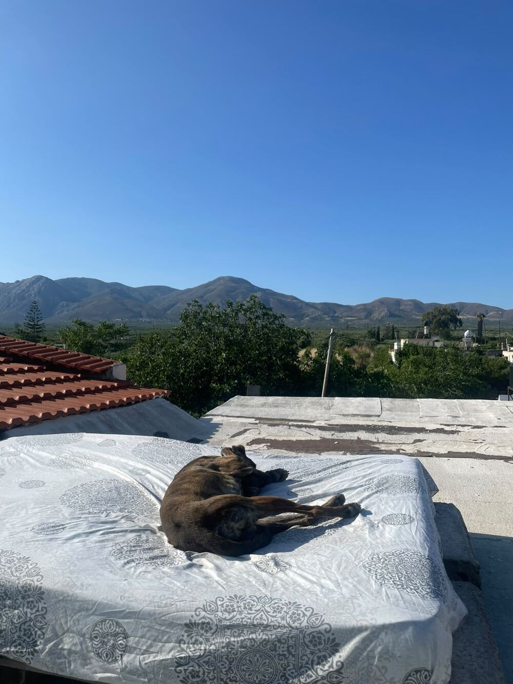 The dog dozing on the roof with the mountains behind