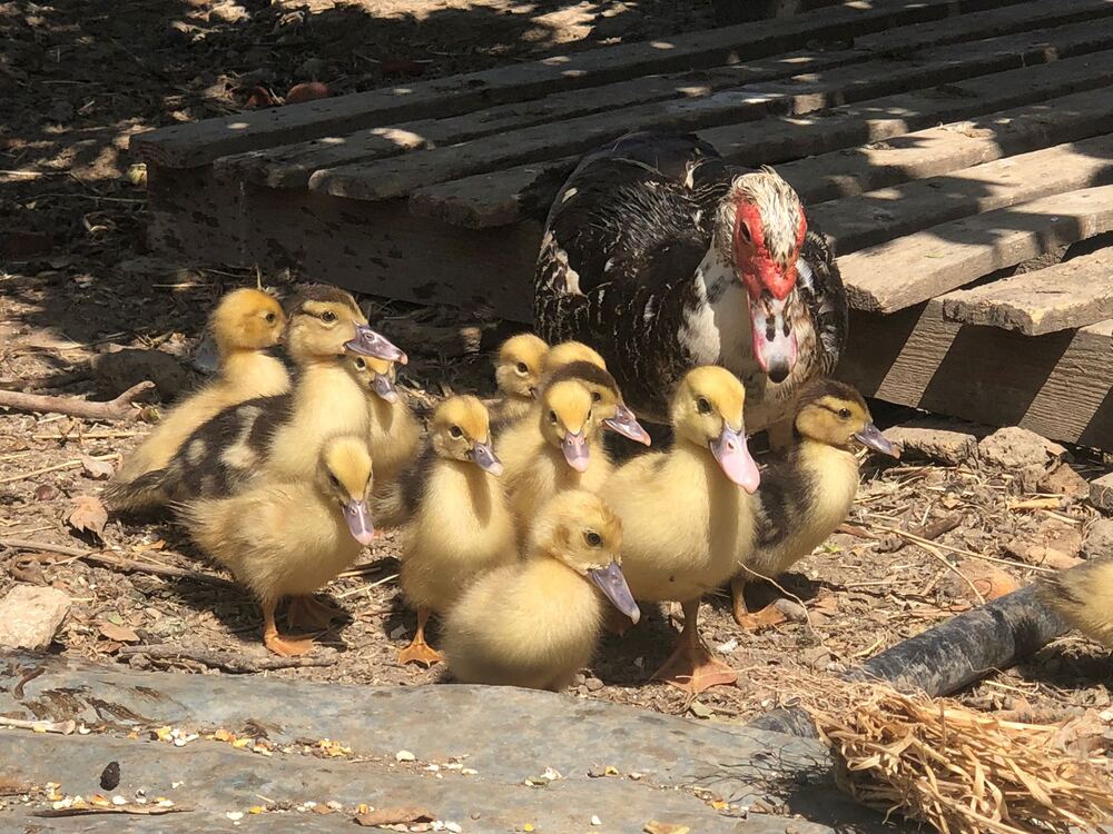 Mother duck with her ducklings