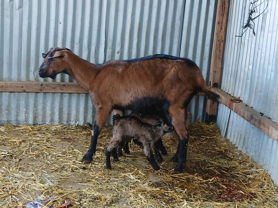 Mother goat with her newborn kids