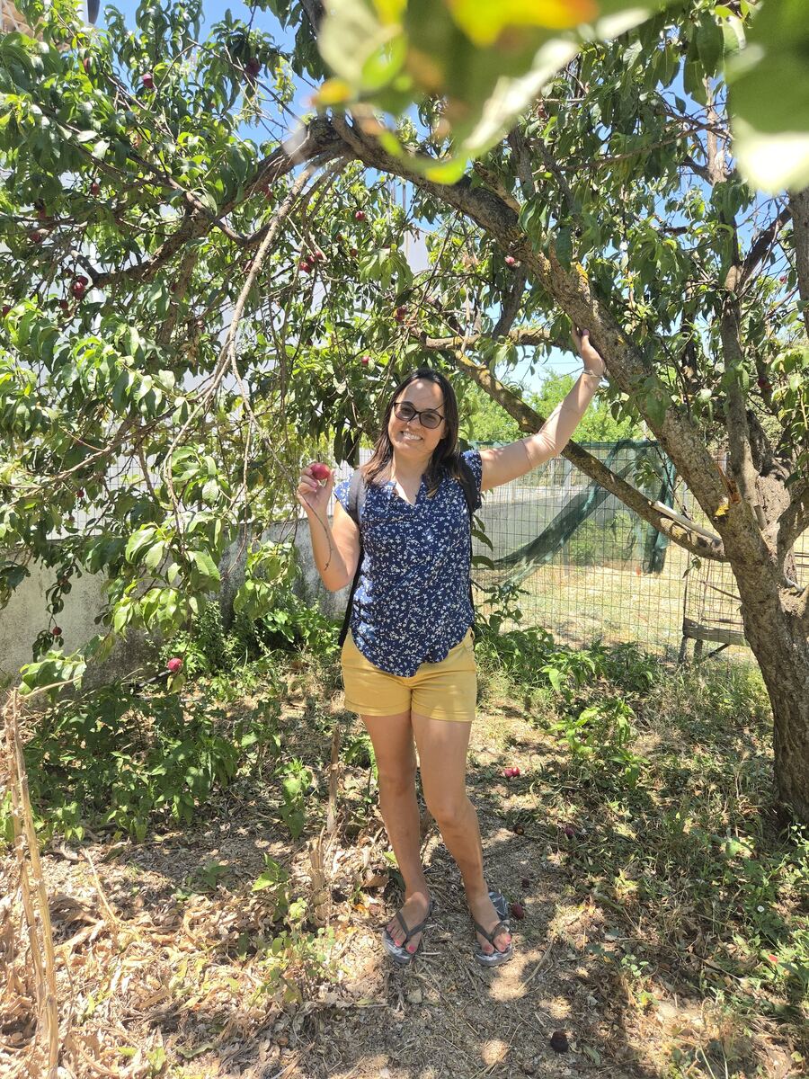 A guest picking nectarines in the orchard
