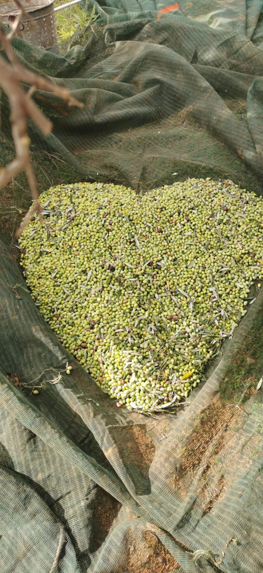 A heart shaped from freshly harvested olives on the nets