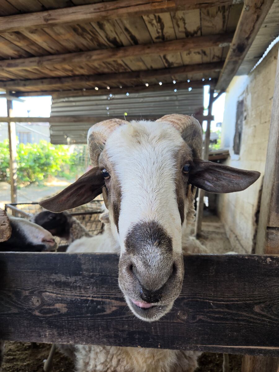 The ram saying hello over the fence